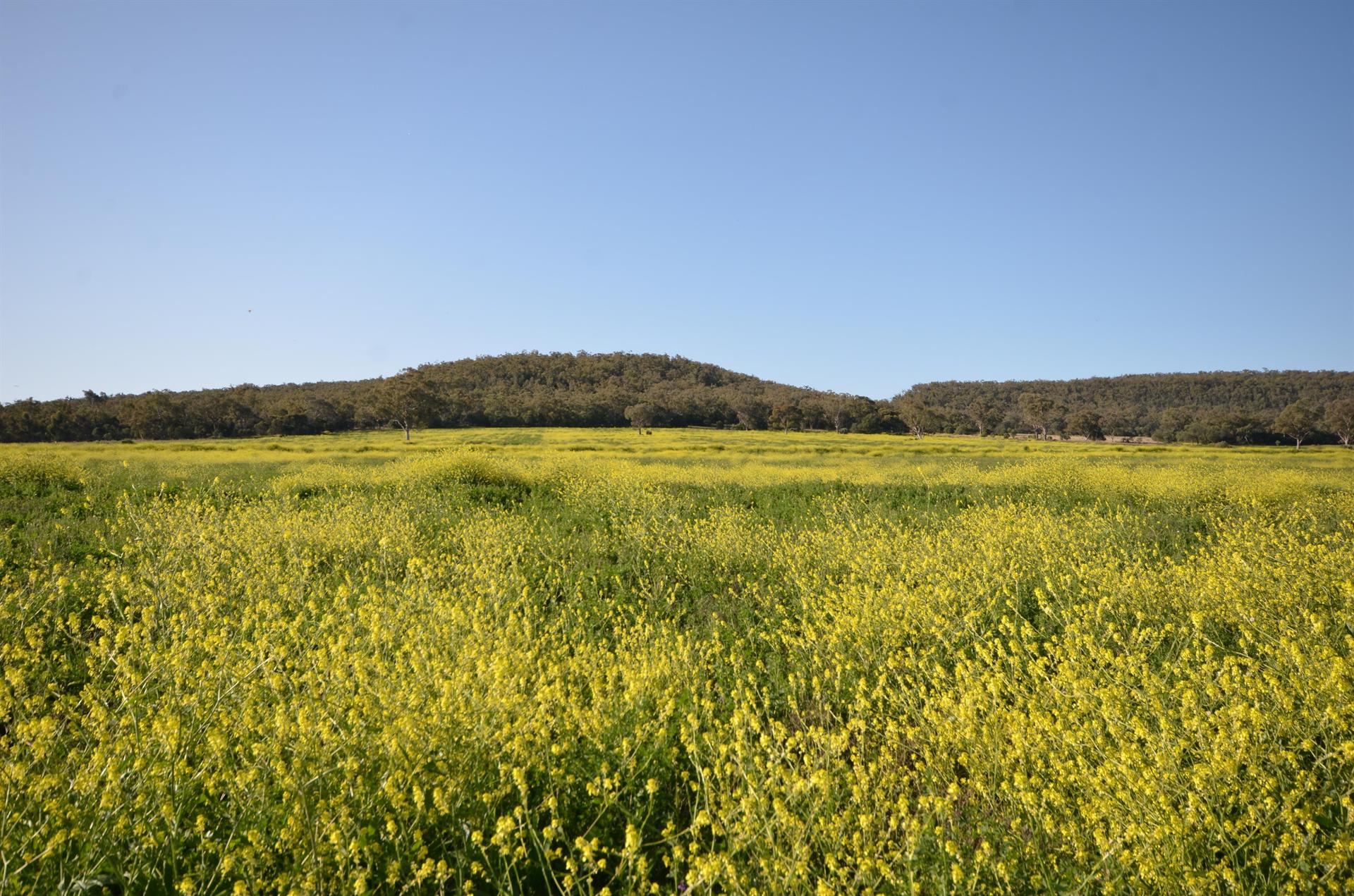 337 Booloocooroo Road, GUNNEDAH NSW 2380