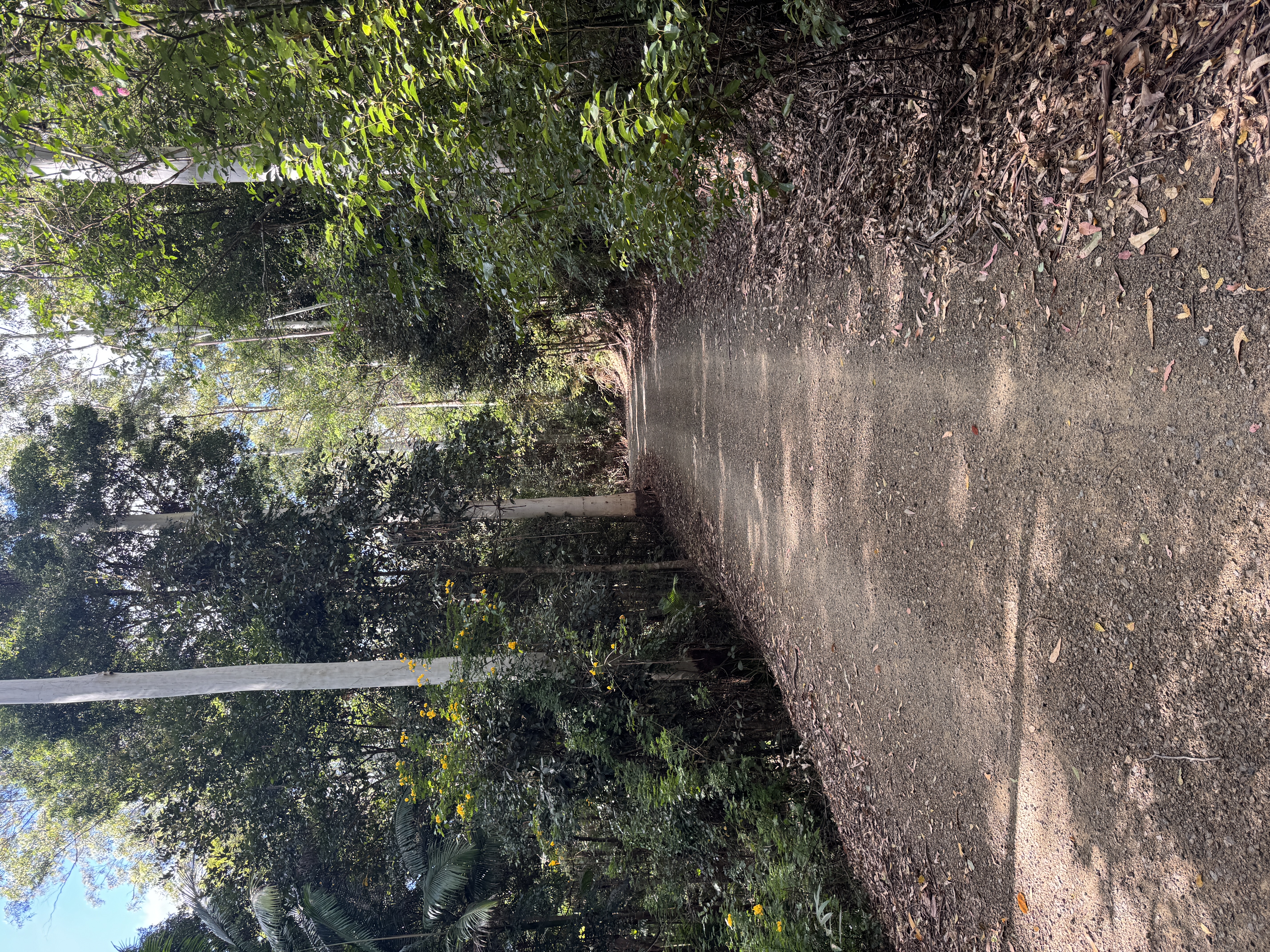 62 Carroo Lane, RIDGEWOOD QLD 4563